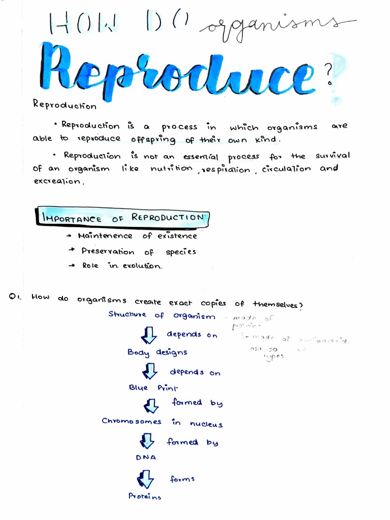 Reproduction Notes | PDF | Reproduction | Anatomy
