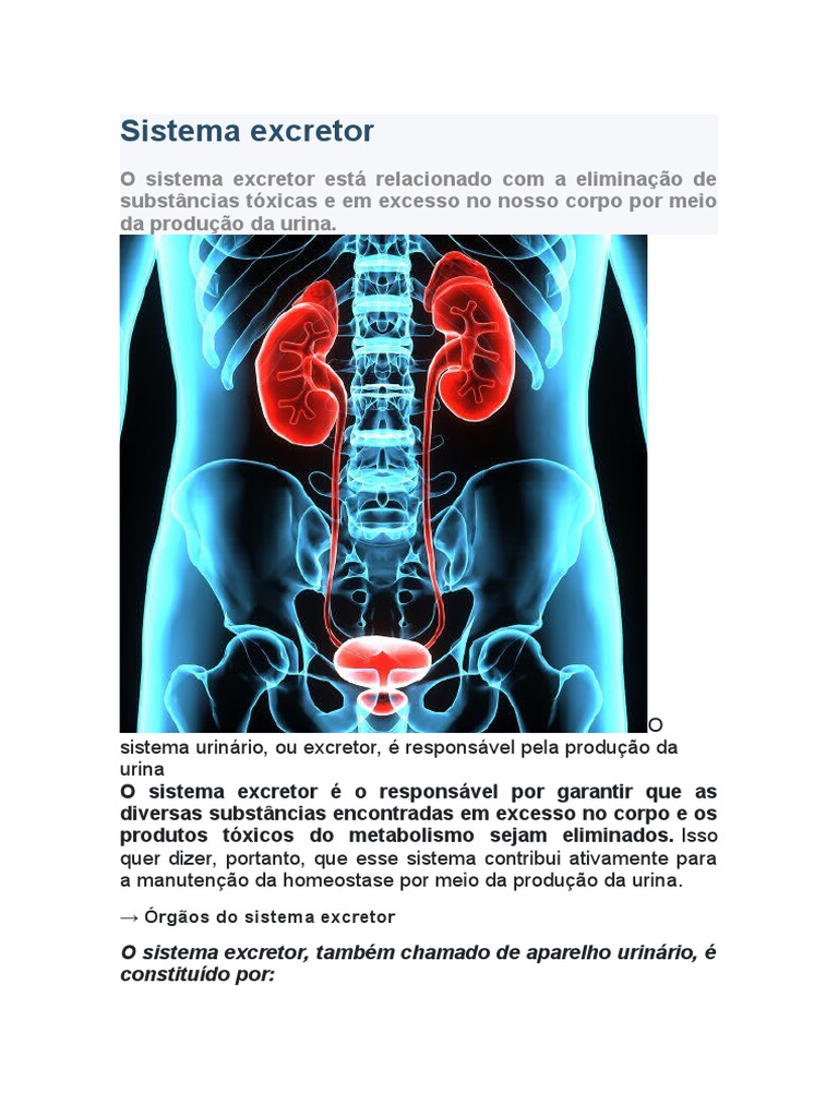 O Sistema Excretor | PDF | Rim | Sistema urinário