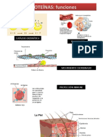 Unidad 1.2 Proteinas