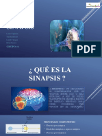 Sinapsis: comunicación neuronal y sus componentes