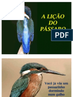 A Licao Do Passaro