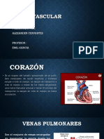 Sistema Cardiovascular