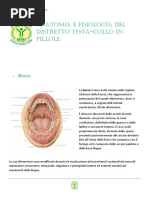 anatomia e fisiologia testa collo