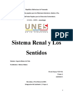 Sistema Renal y Los Sentidos