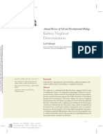 Kidney Nephron Determination