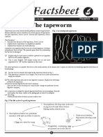 Bio Factsheet 304 Tapeworm