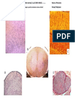 Lp1 - HISTO2 - 2022 - Sistem Nervos - Fisa de Lucru. de Adaugat Legenda