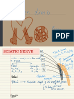 Lower Limb