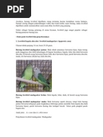 Download Lovebird by Putra Hamonangan SN57573165 doc pdf