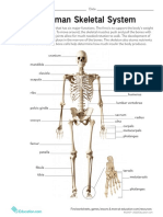 Human Skeletal System