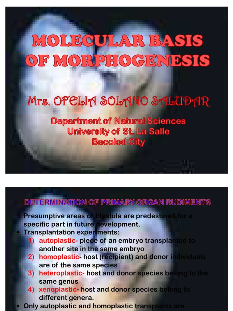 Molecular Basis of Morphogenesis | PDF | Reproduction | Biological ...