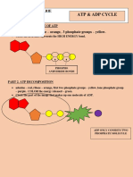 Atp & Adp Cycle: - Adenine - Red, Ribose - Orange, 3 Phosphate Groups - Yellow