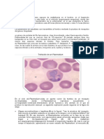 Plasmodium