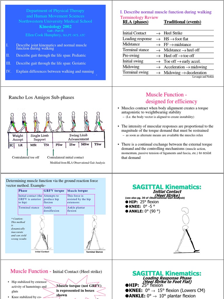 Gait Foot Anatomical Terms Of Motion