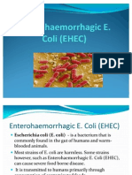 Enterohaemorrhagic E. Coli (EHEC)
