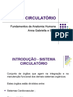 Sistema circulatório: órgãos e funções principais