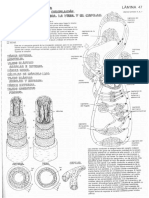 Aparato Cardiovascular