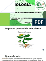 Organografia de Las Plantas