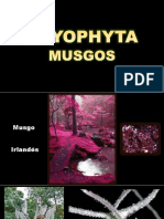 Bryophyta Musgos