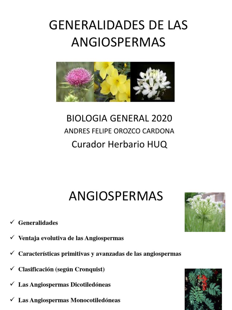 Características y clasificación de angiospermas | PDF | Flores | Anatomía