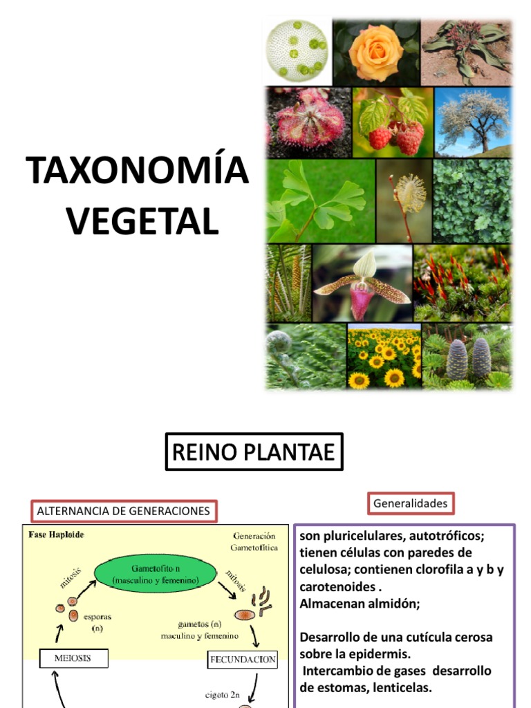 Taxonomía Vegetal