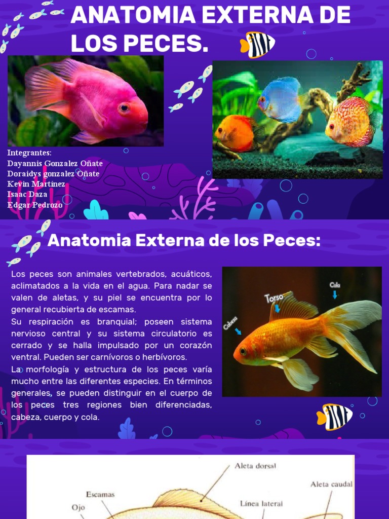 Anatomia Externa de Los Peces | PDF | Branquia | Pescado
