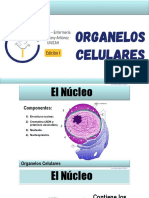 003 HistoEnf Organelos Celulares