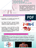 Act. 5 Cuidado Del Sistema Cardiovascular