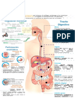 Infografia Metabolismo y Hormonas Sistema Digestivo