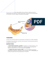 1 Ribosomas y Lisosomas