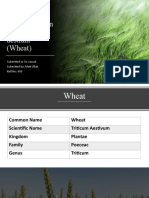 Presentation On Triticum Aestium (Wheat) : Submitted To Sir. Jawad Submitted By: Mati Ullah Roll No: 409