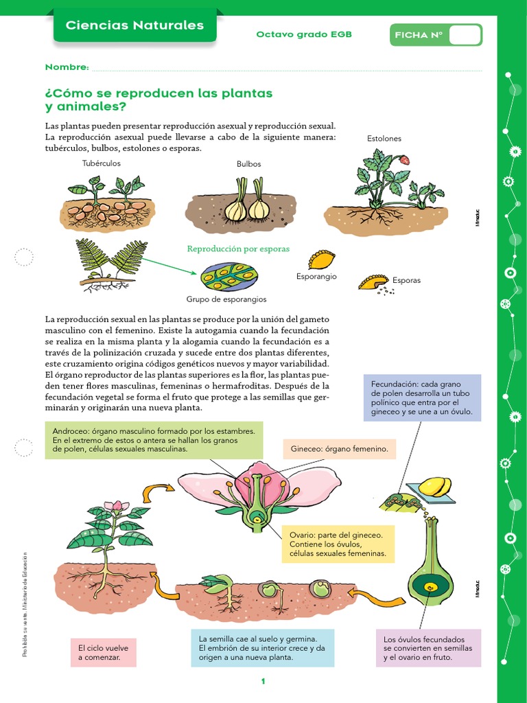 Reproducción de Plantas y Animales | PDF | Sexo | Reproducción