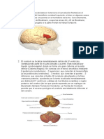 Trabajo Anatomia