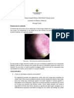 Informe laboratorio mitosis