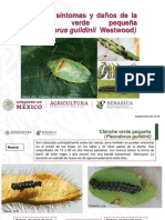 Chinche Verde Pequeña (Piezodorus Guildinii)