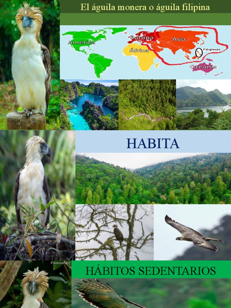 Águila Monera: Características y Hábitat | PDF