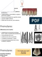 Características de los Premolares