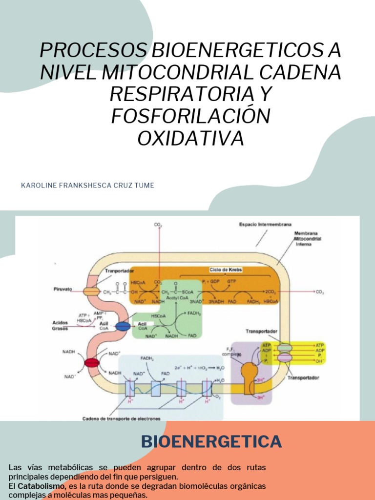 Procesos Bioenergeticos A Nivel Mitocondrial - Semana 8 - Karoline ...