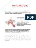 El Sistema Respiratorio