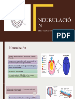 Neurulación