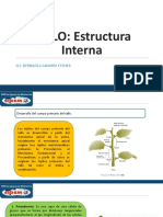 Clase 8 - Tallo Estructura Interna