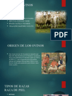 Ovinos: Origen, razas y producción en Bolivia