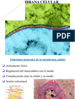 Membrana celular: composición y funciones