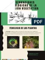 Observaciones Fenológicas de La División Vegetativa