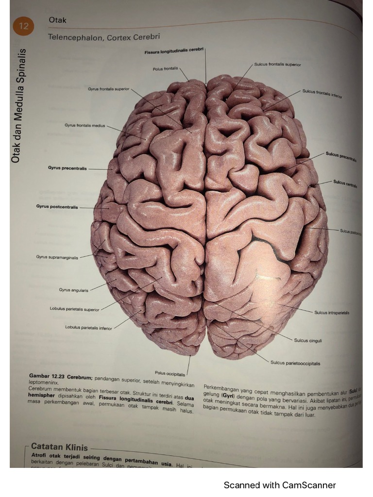 Anatomi CNS 1 | PDF
