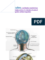 Ventrículos= Cavidades Anatómicas Interconectadas Entre Si x