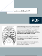 La Caja Torácica