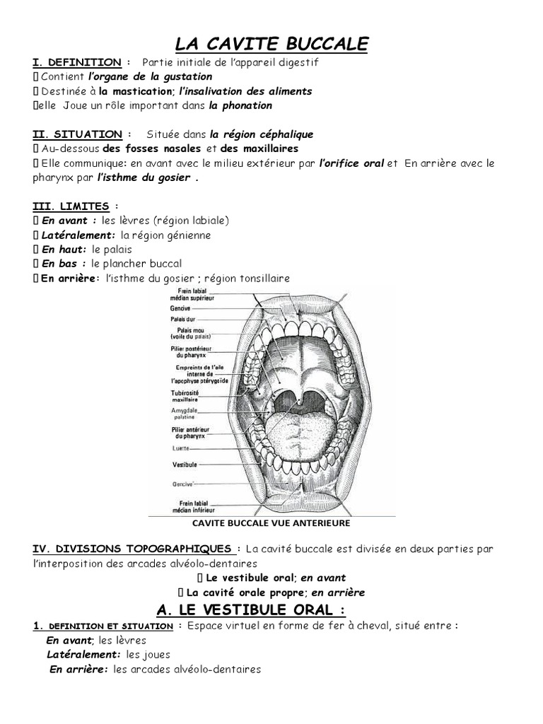 Anatomie de la cavité buccale PDF Langue Bouche — free download