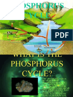 1.4.4. The Phosphorus Cycle
