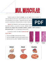 Sistemul-Muscular 2